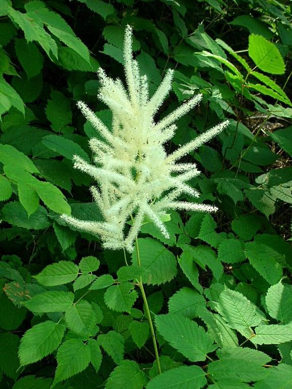 Aruncus dioicus / Barba di capra